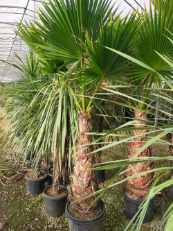 WASHINGTONIA robusta En pot hauteur du tronc 100-120 cm