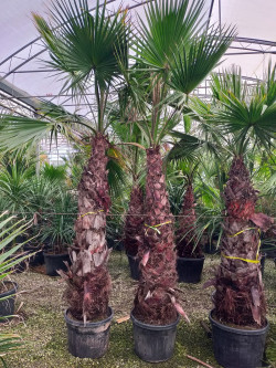WASHINGTONIA robusta En pot hauteur du tronc 180-200 cm