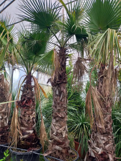 WASHINGTONIA robusta En pot hauteur du tronc 220-240 cm