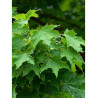 ACER platanoides