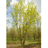 ACER platanoides