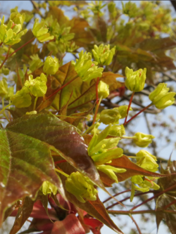 ACER platanoides