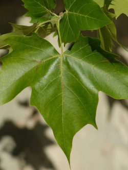 PLATANUS acerifolia