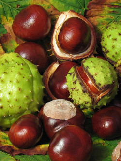 AESCULUS hippocastanum