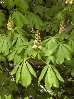 AESCULUS hippocastanum