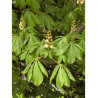 AESCULUS hippocastanum