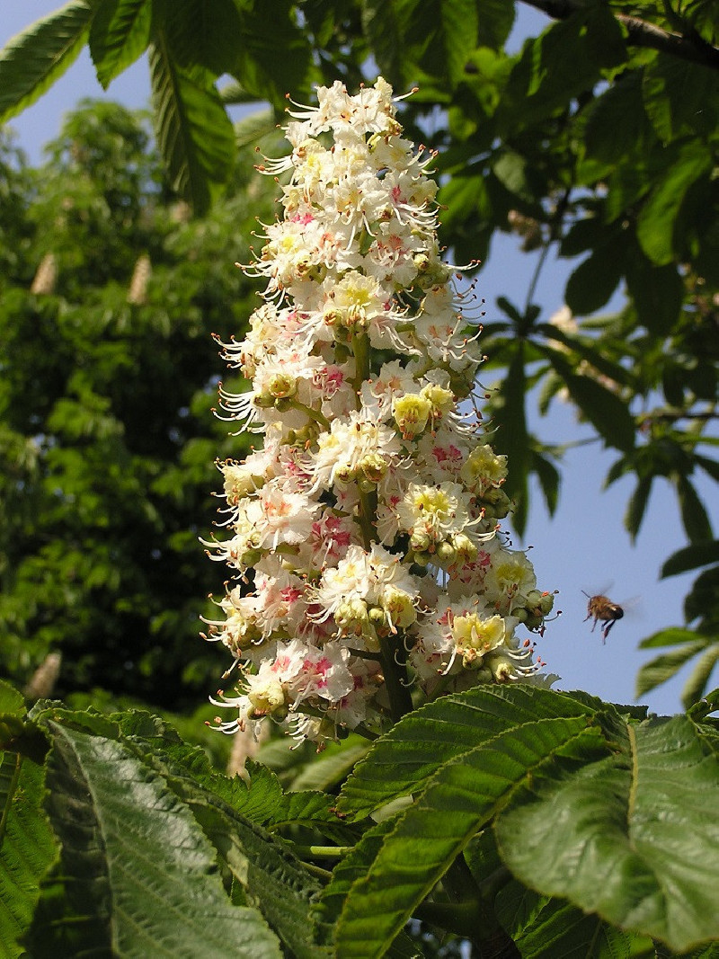 AESCULUS hippocastanum