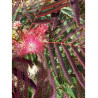 ALBIZIA julibrissin EVEY'S PRIDE