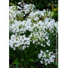 AGAPANTHUS ARTIC STAR