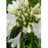 AGAPANTHUS ARTIC STAR