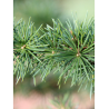 CEDRUS atlantica