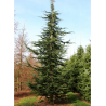 CEDRUS atlantica