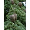 CEDRUS atlantica
