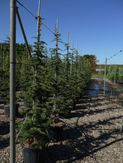 CEDRUS libani En pot de 35-50 litres