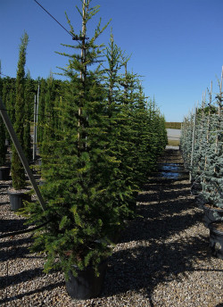 CEDRUS atlantica En pot de 35-50 litres