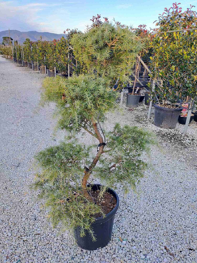 Topiaire (Plante taillée) - CEDRUS deodara (Cèdre de l'Himalaya)