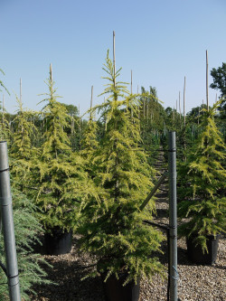 CEDRUS deodara AUREA En pot de 35-50 litres