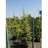 CEDRUS deodara AUREA En pot de 35-50 litres