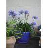 AGAPANTHUS PITCHOUNE BLUE