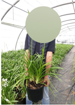 AGAPANTHUS PITCHOUNE BLUE En pot de 10-12 litres