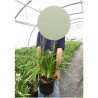 AGAPANTHUS PITCHOUNE BLUE En pot de 10-12 litres