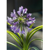 AGAPANTHUS SILVER MOON