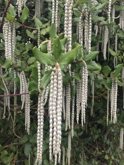 GARRYA elliptica