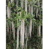 GARRYA elliptica