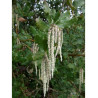 GARRYA elliptica