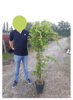 AKEBIA quinata En pot de 10-12 litres