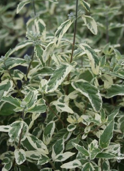 CARYOPTERIS clandonensis WHITE SURPRISE