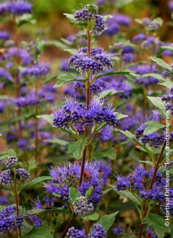 CARYOPTERIS clandonensis GRAND BLEU