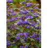 CARYOPTERIS clandonensis GRAND BLEU