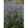 CARYOPTERIS clandonensis GRAND BLEU
