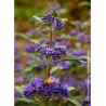 CARYOPTERIS clandonensis GRAND BLEU