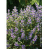 CARYOPTERIS clandonensis GRAND BLEU