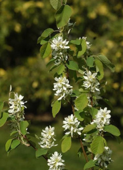 AMELANCHIER alnifolia OBELISK