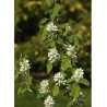 AMELANCHIER alnifolia OBELISK
