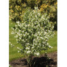 AMELANCHIER alnifolia OBELISK