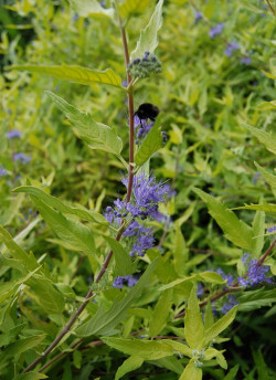 CARYOPTERIS clandonensis WORCESTER GOLD