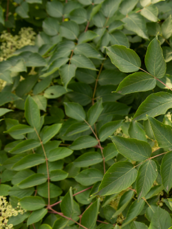 ARALIA elata