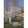 AMELANCHIER lamarckii
