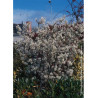 AMELANCHIER lamarckii