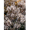 AMELANCHIER lamarckii