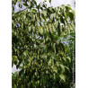 CELTIS australis