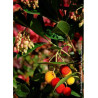 ARBUTUS unedo ROSELILY