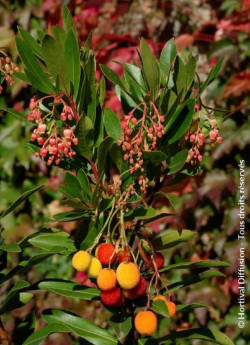 ARBUTUS unedo ROSELILY