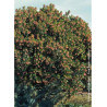 ARBUTUS unedo RUBRA