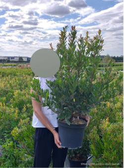 ARBUTUS unedo RUBRA En pot de 10-12 litres