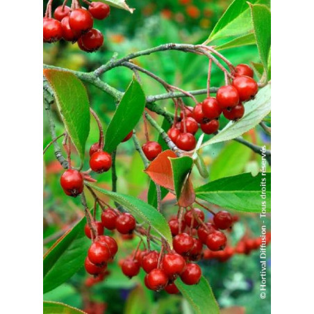 ARONIA arbutifolia BRILLIANT